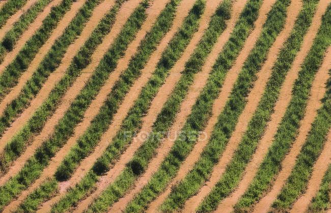 Rows Of Apple Trees — Stock Photo