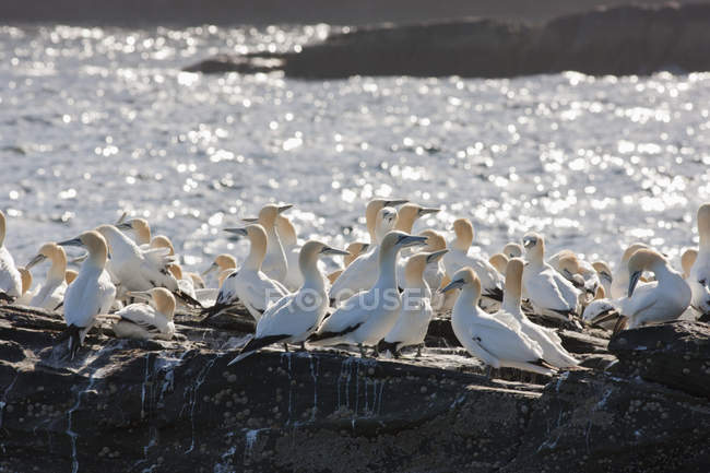 Flock Of Gannets On Rock — Stock Photo