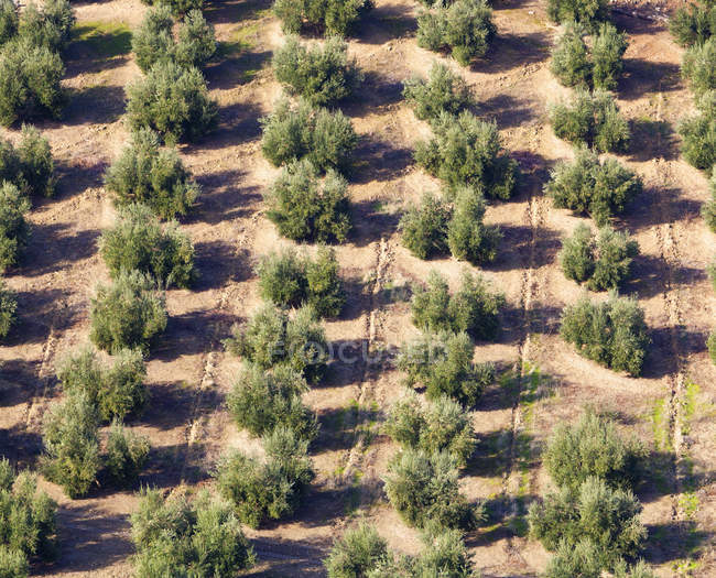 Оливковые рощи рядом с природным парком Бурунчел-Казорла — стоковое фото