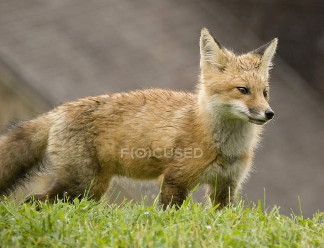 Raposa vermelha na grama — Fotografia de Stock