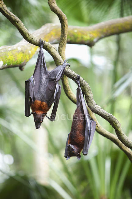Dos murciélagos zorro voladores - foto de stock