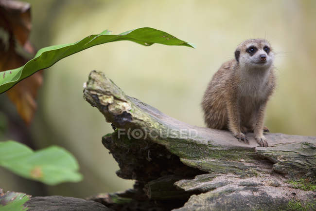 Meerkat sitting on wooden log — Stock Photo