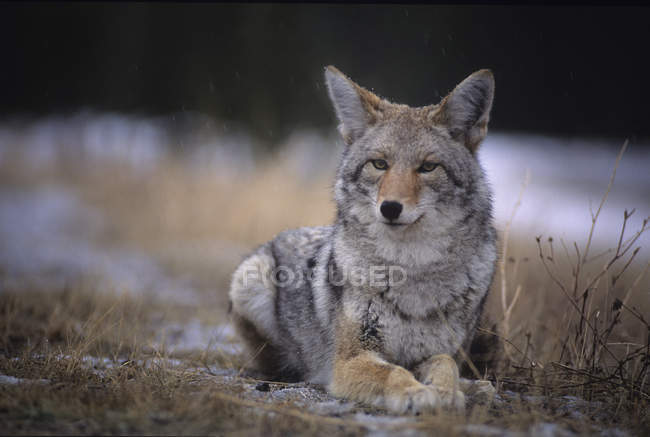 Coyote se reposant dans l'herbe d'hiver — Photo de stock