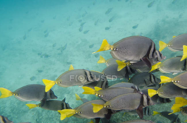 Cirujano peces natación - foto de stock