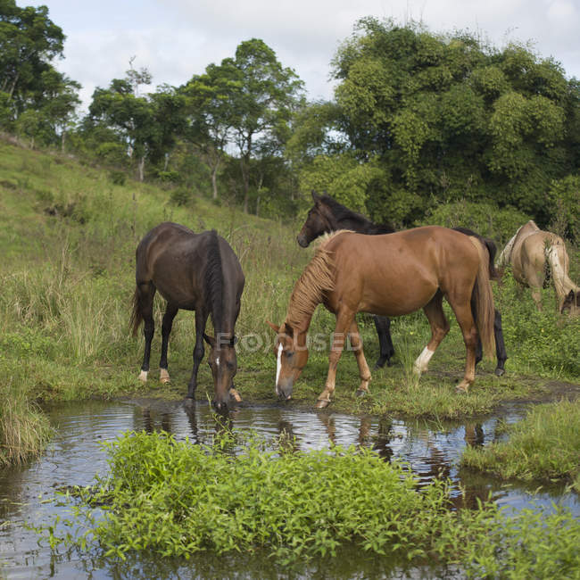 Pferde trinken Wasser aus seichtem Pool — Stockfoto