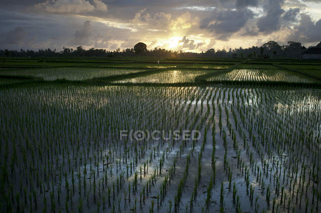 Reisfelder bei Ubud — Stockfoto