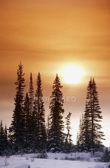 Sole splendente sugli alberi — Foto stock