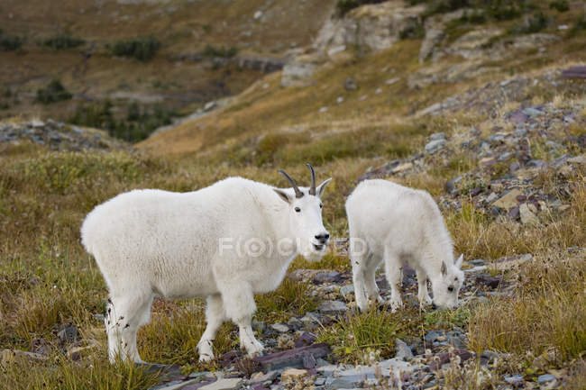 Cabras da montanha perto de Logan Pass — Fotografia de Stock