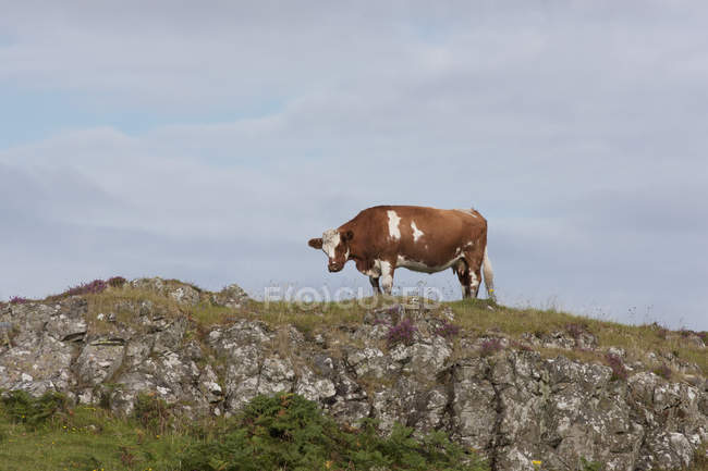 Cow Grazes At Hill — Stock Photo