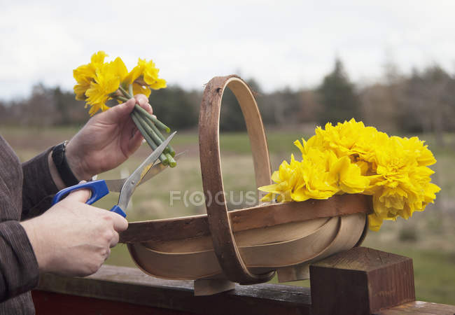 Жовті квіти розрізати — стокове фото