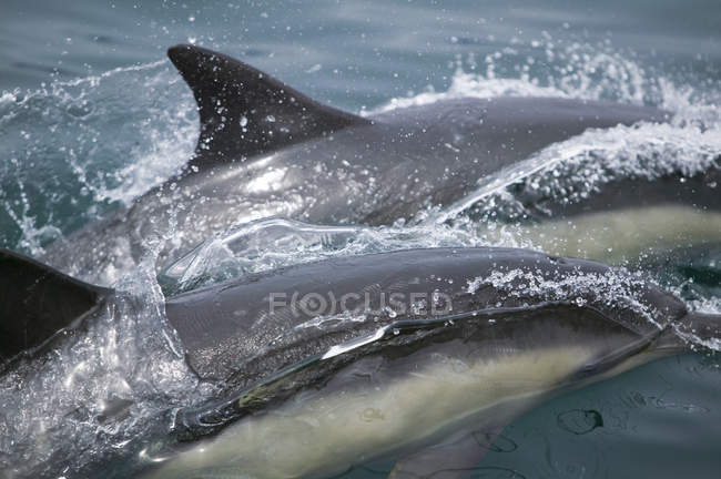 Delfines salvajes nadando en el agua - foto de stock