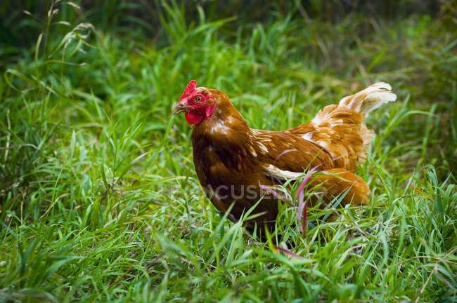 Курица, стоящая на зеленой траве — стоковое фото