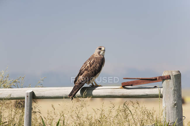 Hawk sitting On Wooden Fence — Stock Photo
