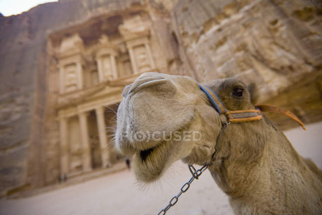 Стенды верблюдов на улице — стоковое фото