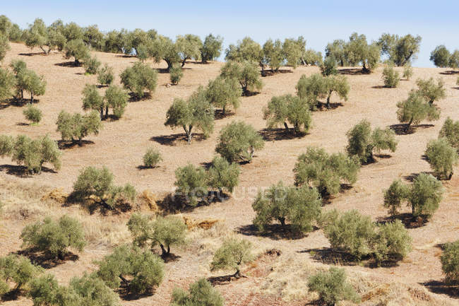 Olive Trees on ground outdoors — Stock Photo