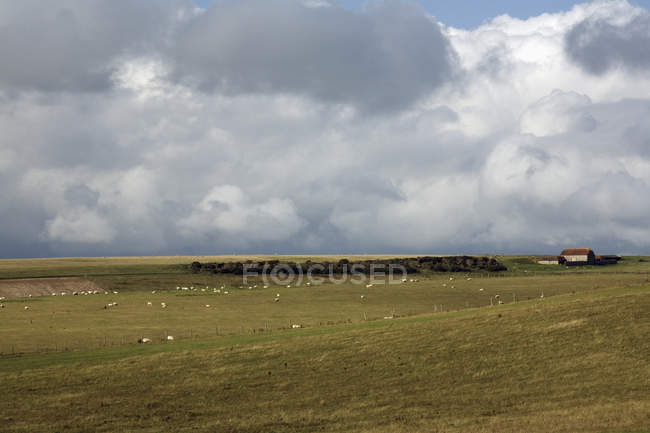 Troupeau de moutons pâturage — Photo de stock