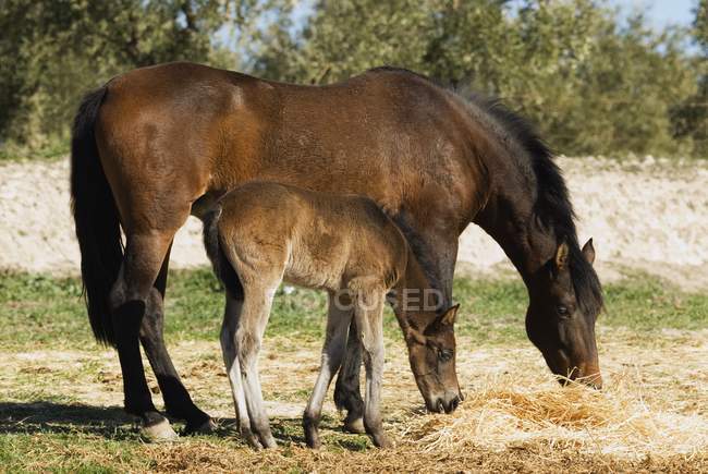 Cavalo andaluz com potro — Fotografia de Stock