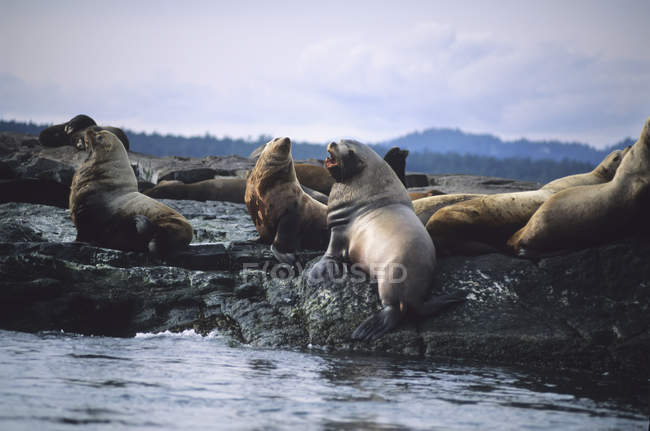 Тюлени, лежащие на камнях — стоковое фото
