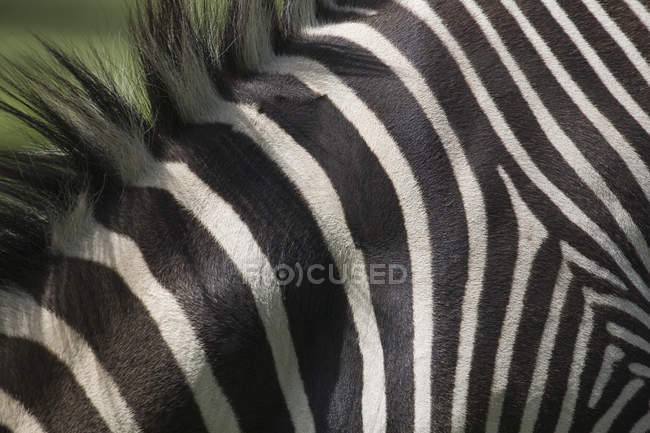 Close-Up Of Zebra 's Stripes — стоковое фото