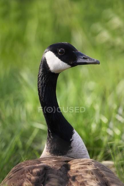 Canada Goose outdoors — Stock Photo