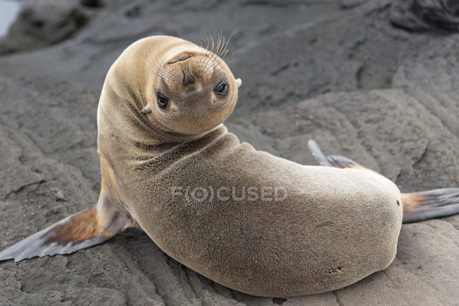 Fur Seal Looking Back — Stock Photo