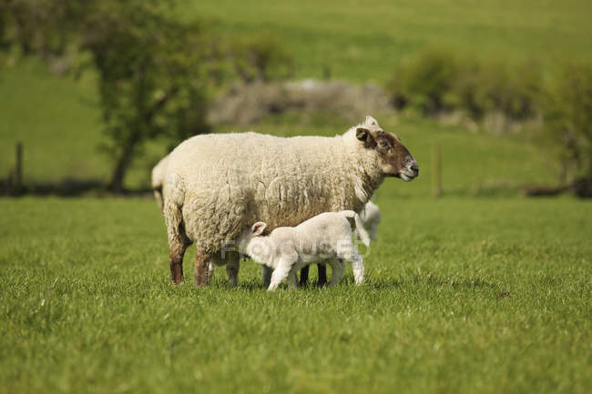 Баранина Сестринська справа від матері овець; Дублін, Ірландія Дублін повіту — стокове фото
