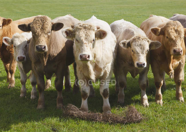 Cattle Lined Up — Stock Photo