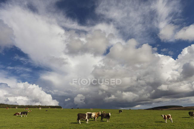 Pascolo di bovini in campo — Foto stock