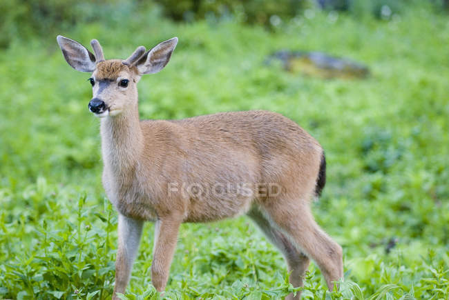 Mule Deer In A Meadow — Stock Photo