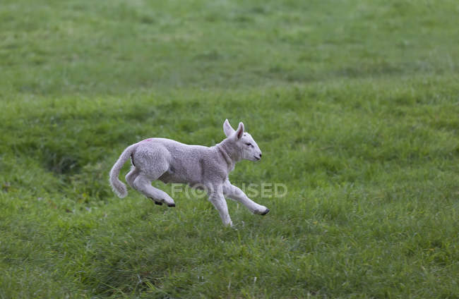 Cordeiro pulando na grama — Fotografia de Stock