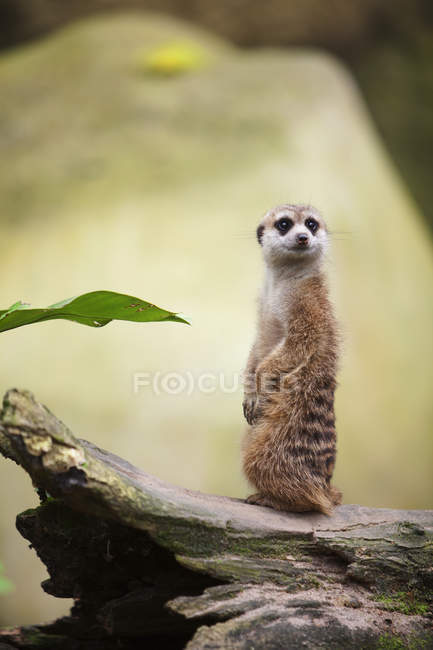 Meerkat debout sur le tronc — Photo de stock