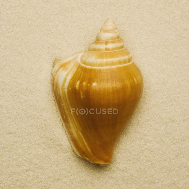 Small colorful Seashell — Stock Photo