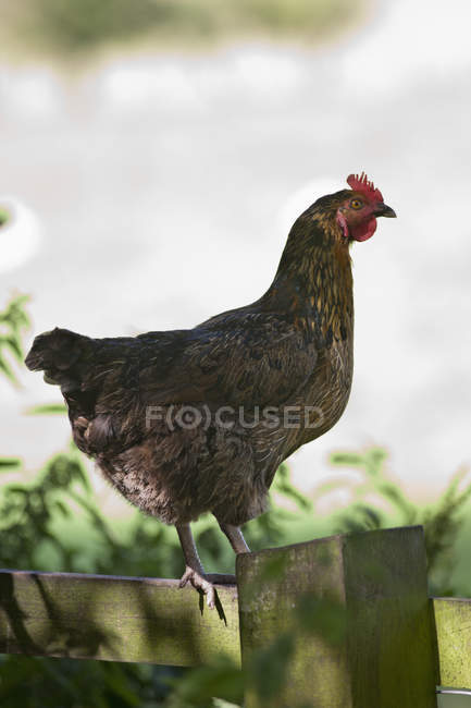 Курица стоит на заборе — стоковое фото