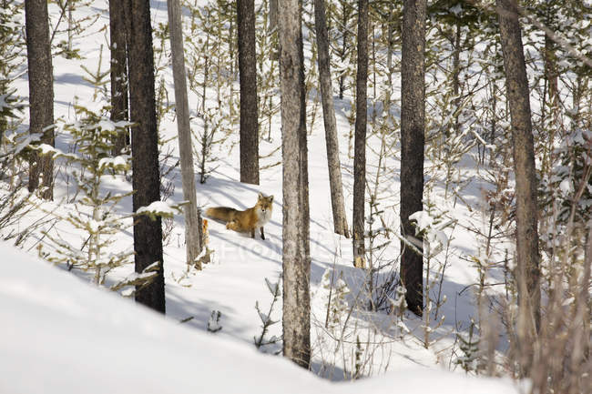 Лиса в снежном лесу — стоковое фото