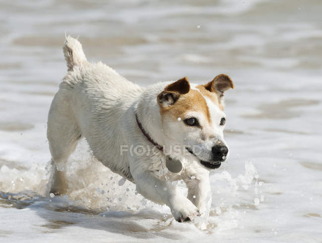 Hund läuft im Wasser — Stockfoto