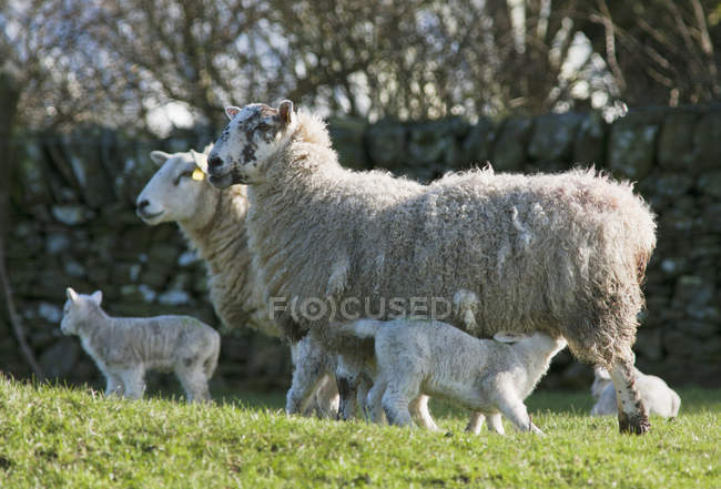 Lamb Nursing From Its Mother — Stock Photo