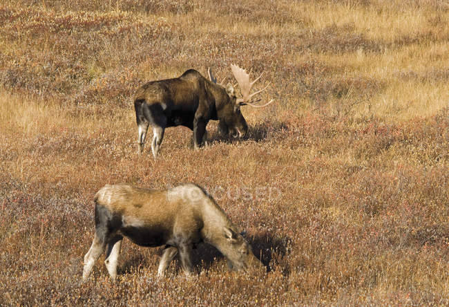 Male And Female Moose — Stock Photo