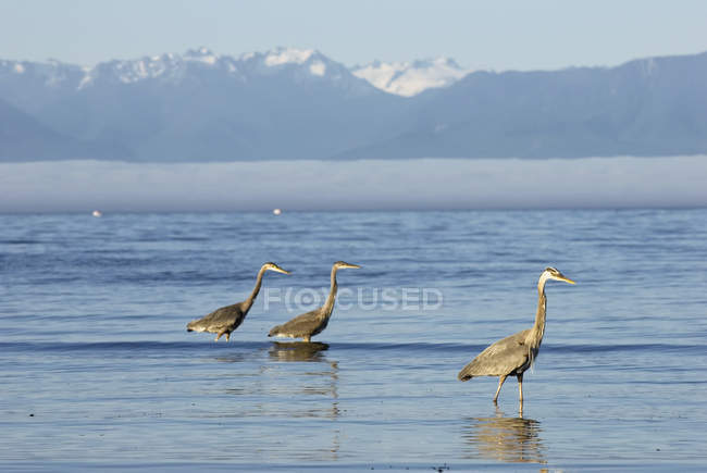 Great Blue Herons — Stock Photo
