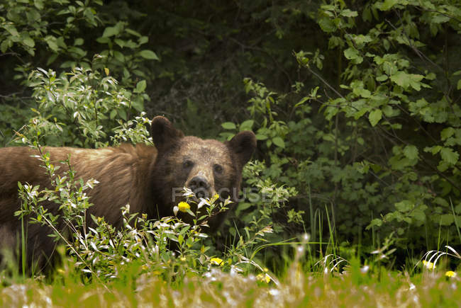 Чёрный медведь в Национальном парке Принца Альберта — стоковое фото