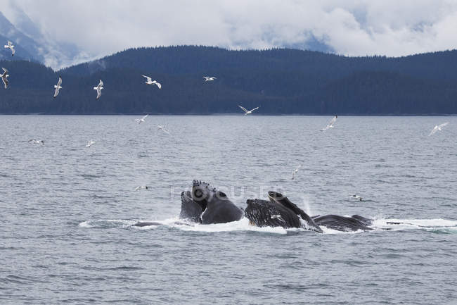 Горбатих китів плавання — стокове фото