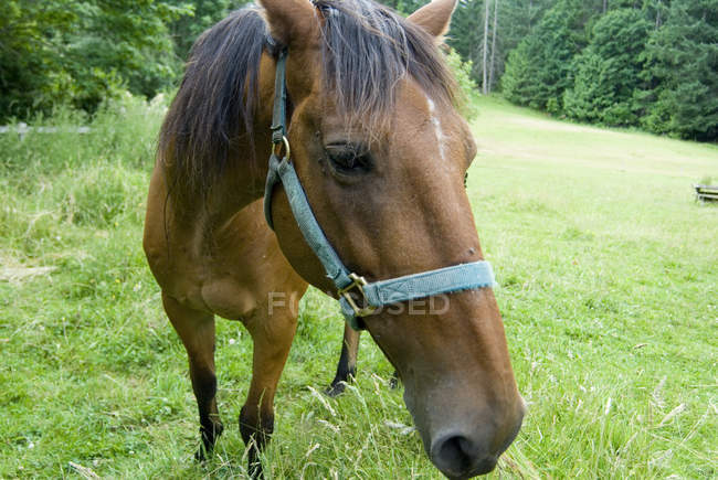 Pferd auf einem Feld im ländlichen Raum — Stockfoto