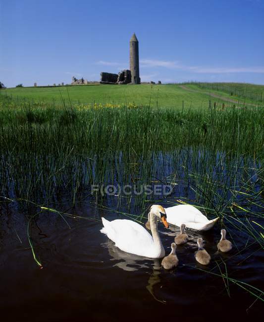 Dos cisnes blancos - foto de stock