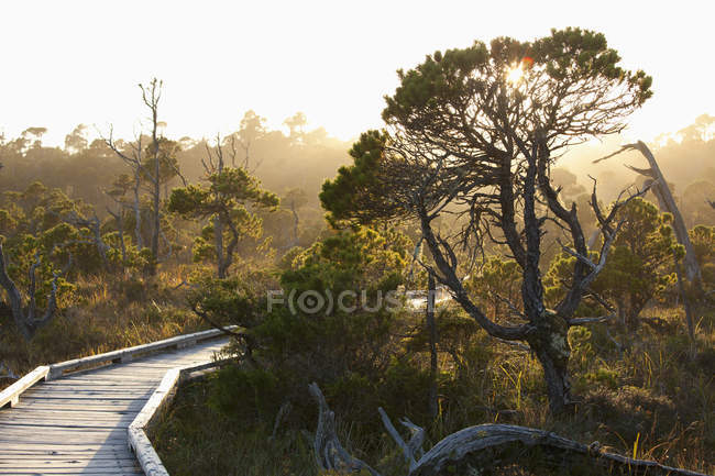 Caminho do calçadão do cedro em Shorepine Bog Trail — Fotografia de Stock