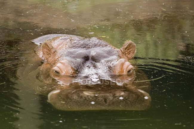Річка бегемота на поверхні води — стокове фото