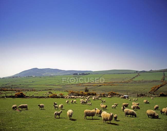 Pastoreio de ovinos no campo — Fotografia de Stock