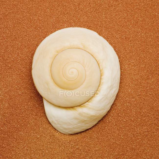 Невеликий барвисті Seashell — стокове фото