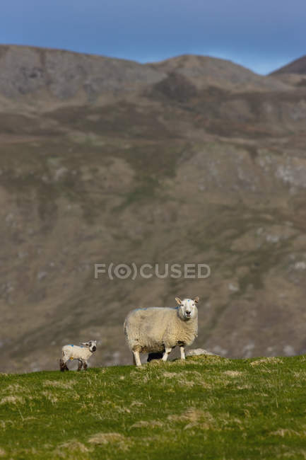 Две овцы стоят на траве — стоковое фото