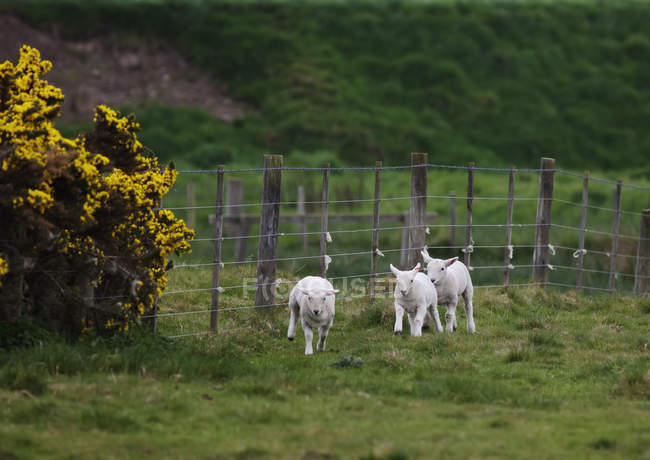 Три овцы стоят в поле за забором — стоковое фото