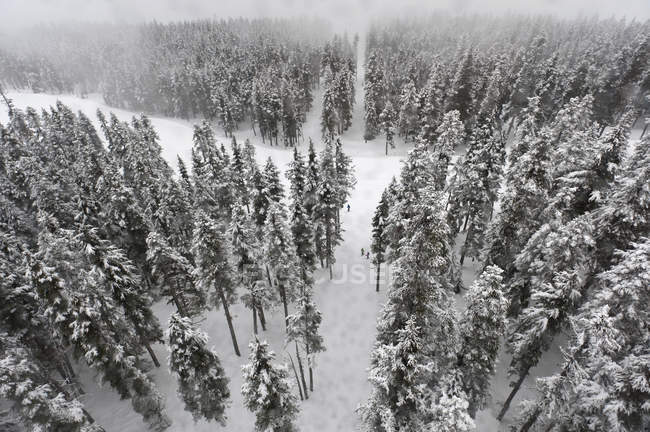 Snow Covered Trees — Stock Photo