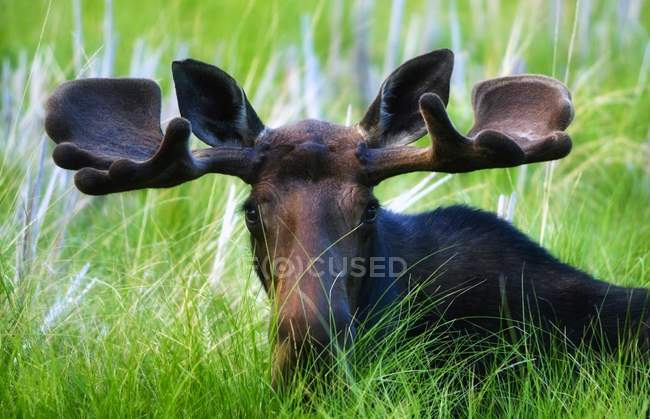 Moose Sitting In A Green Field — Stock Photo